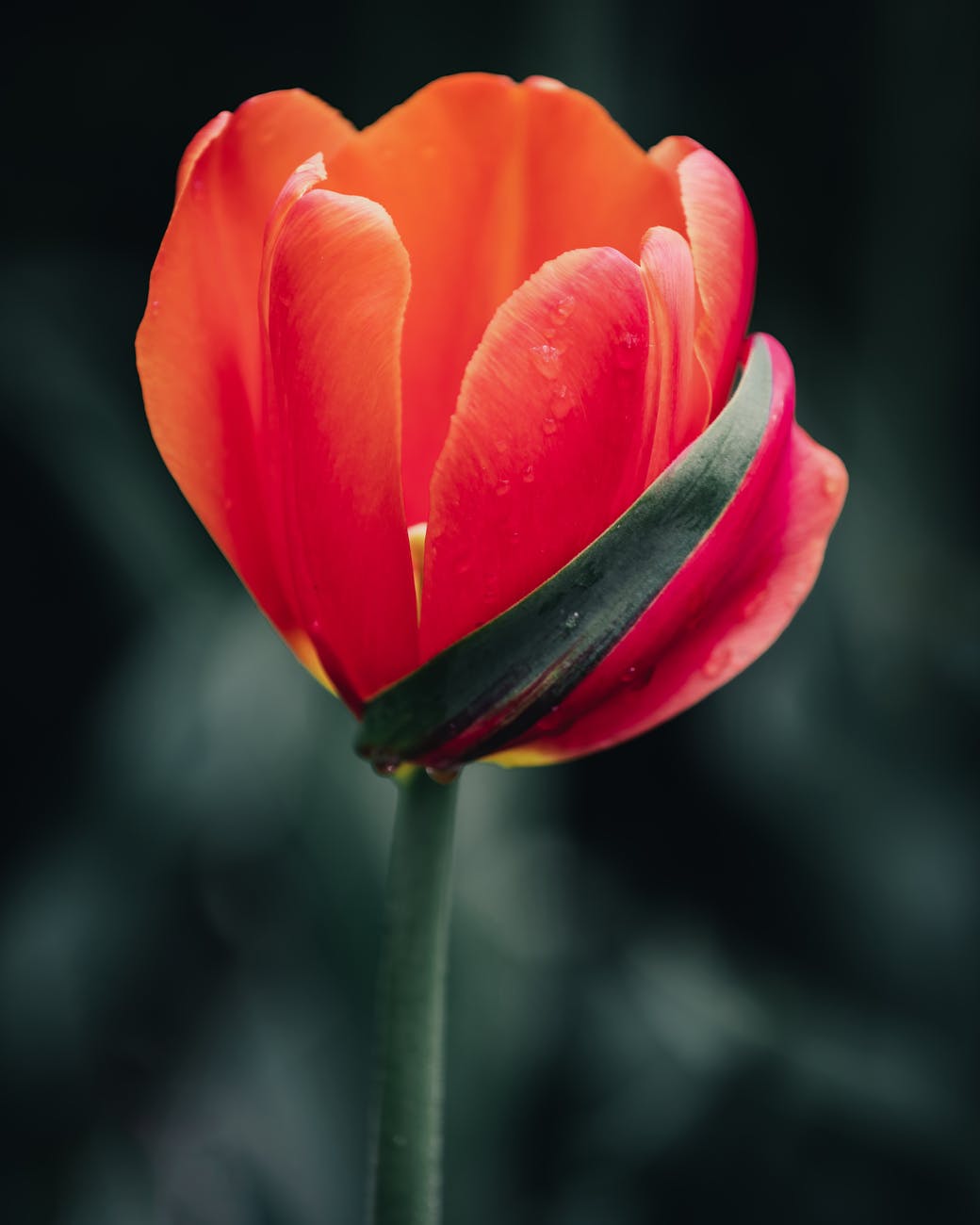 26 Mayıs 2021 AY Tutulması ve Dolunay🌕♐🍀